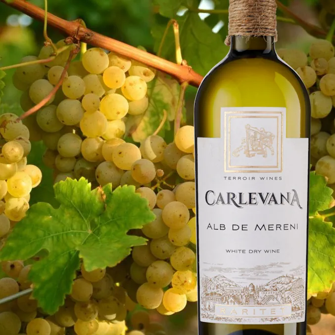 muscat ottonel wine